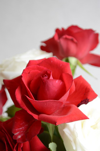 ��������Υѥ�ѥ��̲�ֺ�