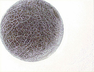 �裲����ݴ�β�Ÿ