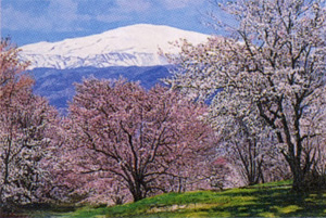 ��26�󡡻�������Ÿ 